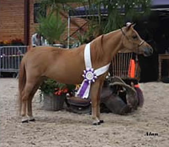 Modello Buckeroo Blue Phantom Loumir, miniature mare