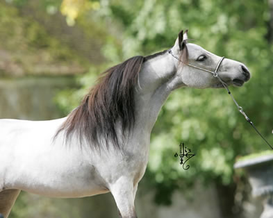 Aaprinas In Buckeroos Elegant Lace, miniature mare