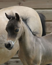 Modello Hawks Buck Blue Nell Hawk, miniature filly