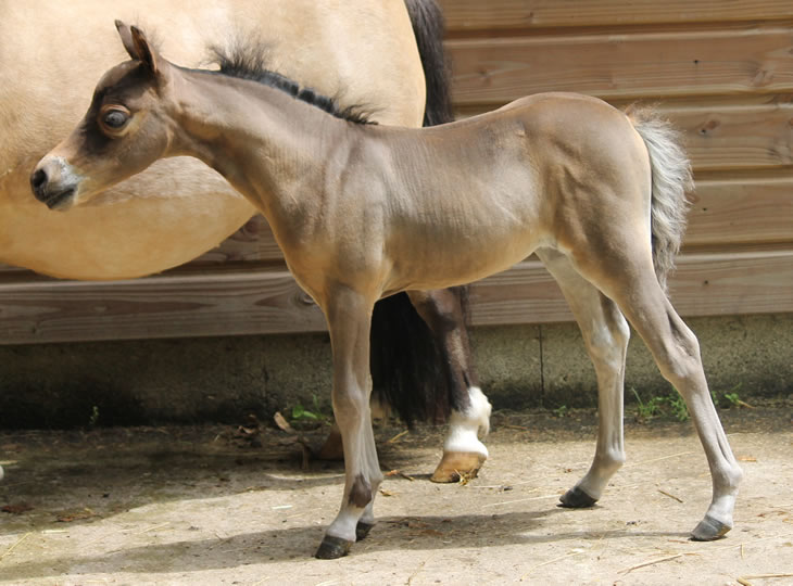 miniature horse