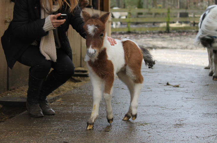 miniature horse