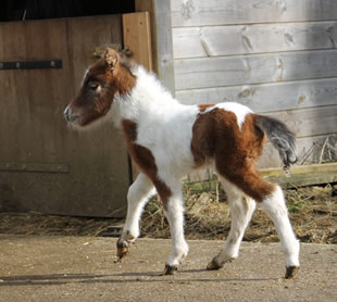 miniature foal for sale