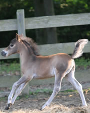 Modello Hawks Loumir Loumède Hawk, miniature filly