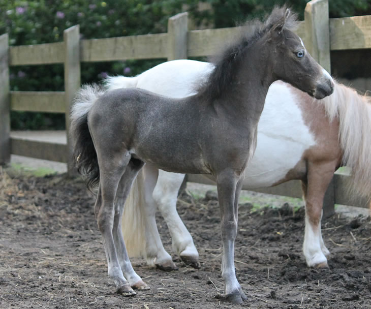 miniature horse