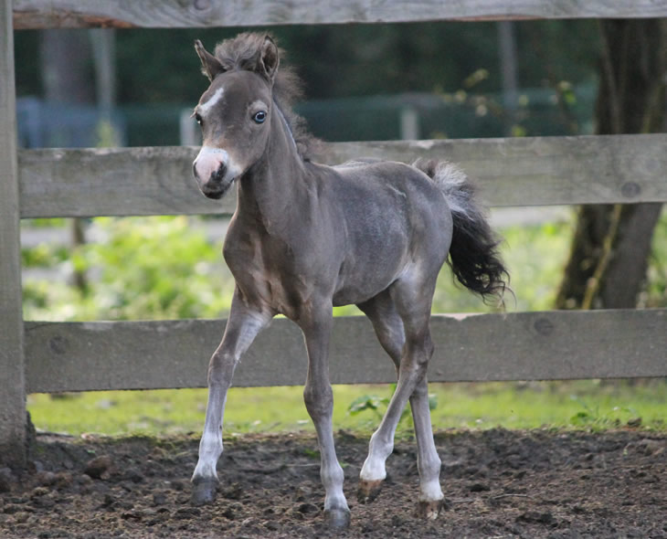 miniature horse