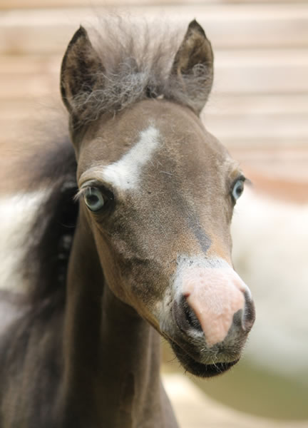 miniature horse