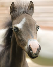 Modello..., miniature foal