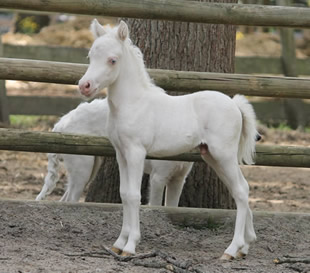 miniature foal for sale