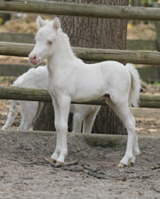 Modello Lalique Hawk Stetson Cinema, miniature foal