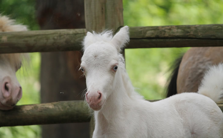 miniature horse