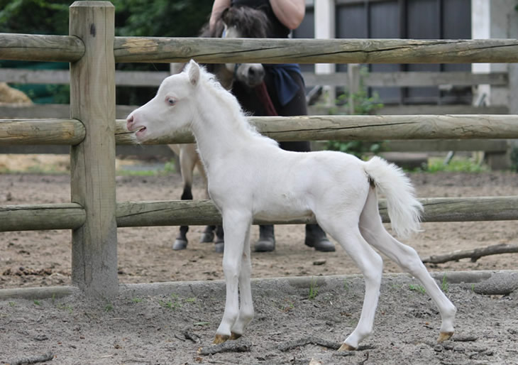 miniature horse