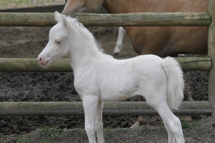 miniature horse