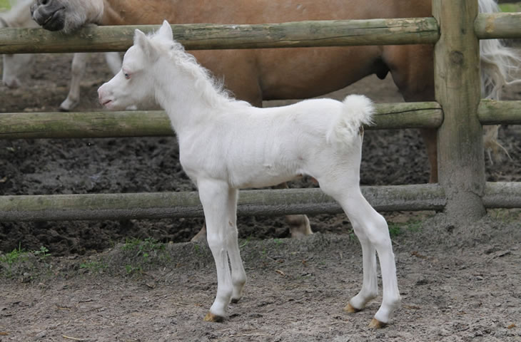 miniature horse