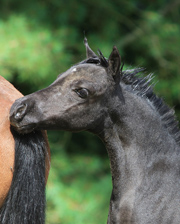 Modello STR Phantom Phoebe, miniature filly