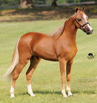 SMO Bailamos de Suerte, miniature stallion