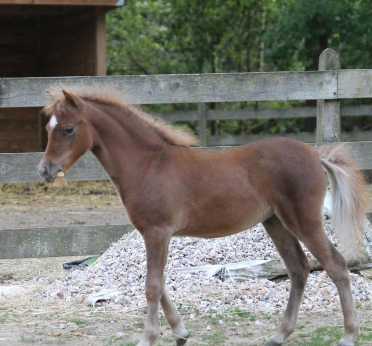 pouliche à vendre