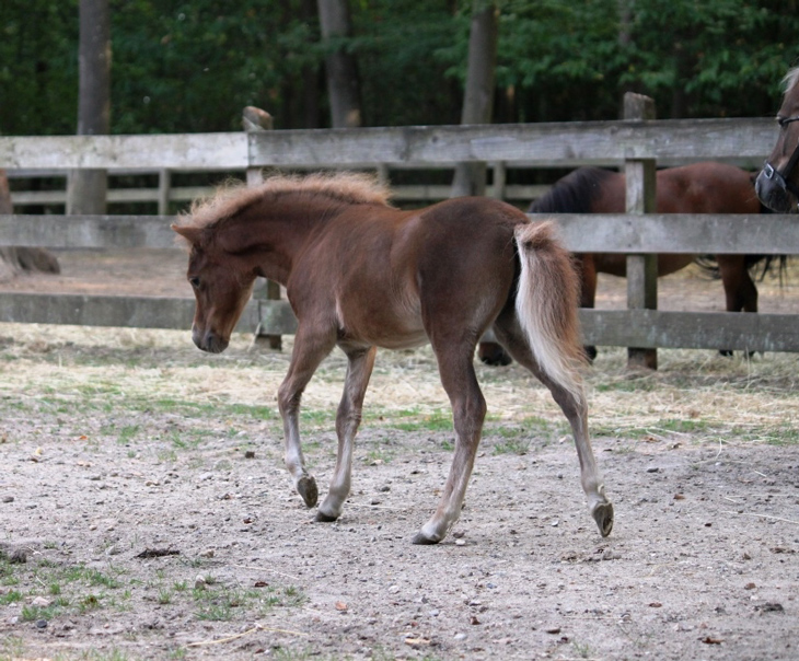 pouliche à vendre