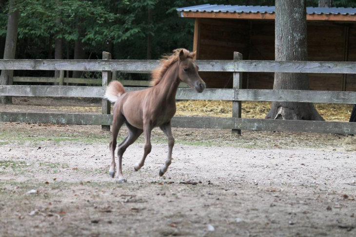 pouliche à vendre