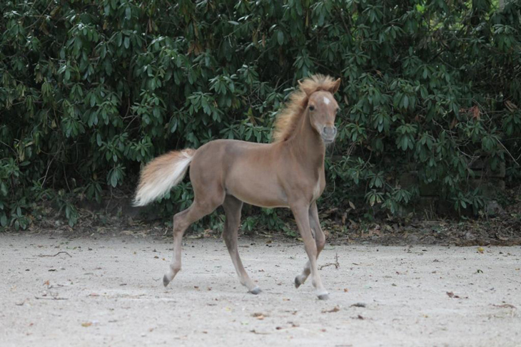 filly for sale