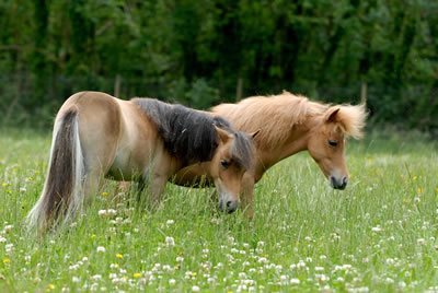 Chevaux miniatures