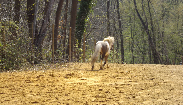 la  grande allée cavalière que les chevaux empruntent souvent seuls pour aller dans les prés