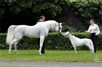 Cheval à côté d'un cheval miniature