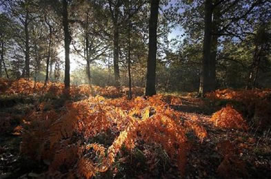 Forêt de Rambouillet