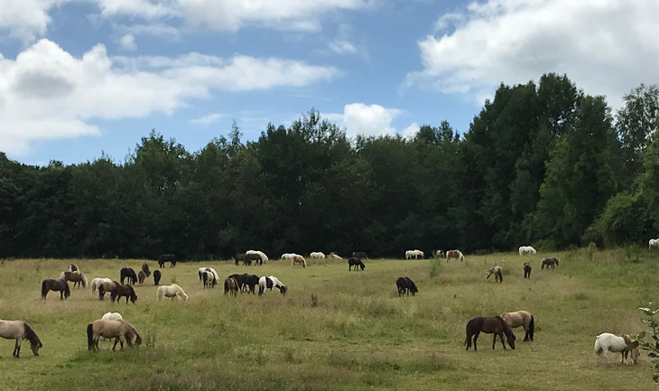 mares in the pasture