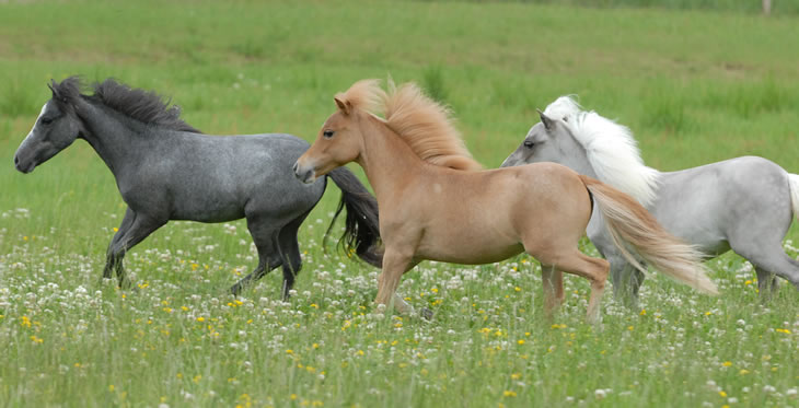 Some of the 28 broodmares of Modello in their pasture 