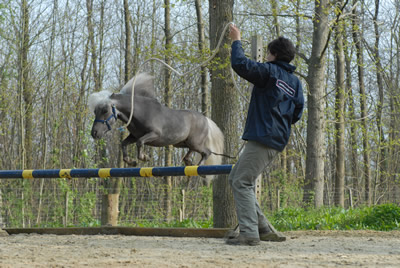 Winners Circle Shine On Silver Moon