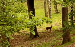 Forêt domanial de Rambouillet