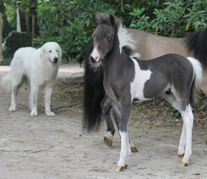 Miniature colt for sale