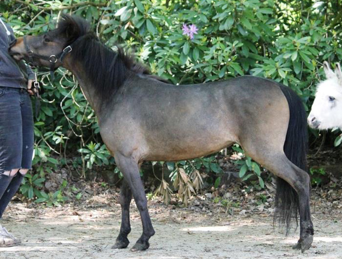 AMHA miniature broodmare for sale