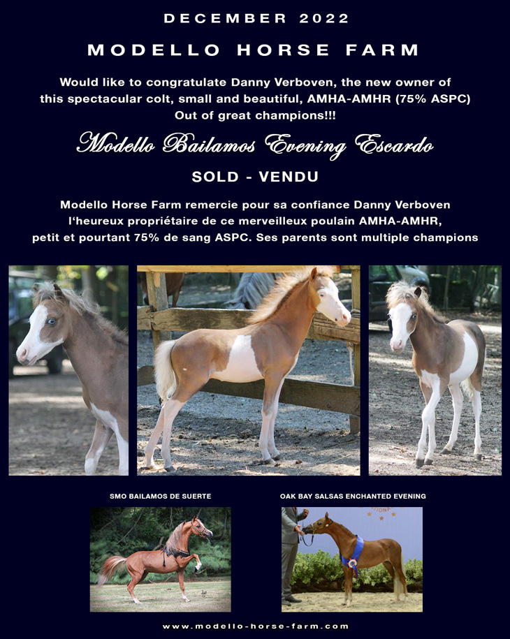 Escardo miniature colt sold