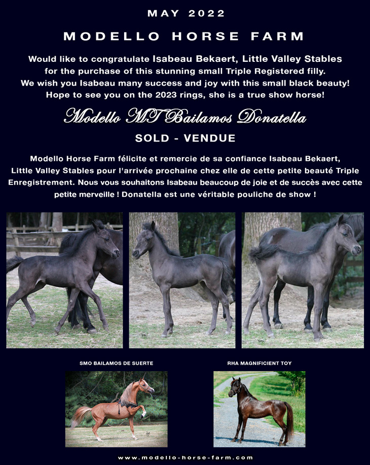 donatella miniature filly