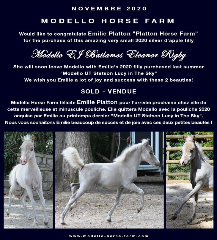 Modello EJ Bailamos Eleanor Rigby miniature AMHA filly