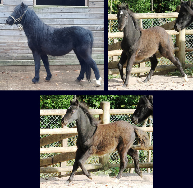 miniature colt AMHA AMHR ASPC for sale