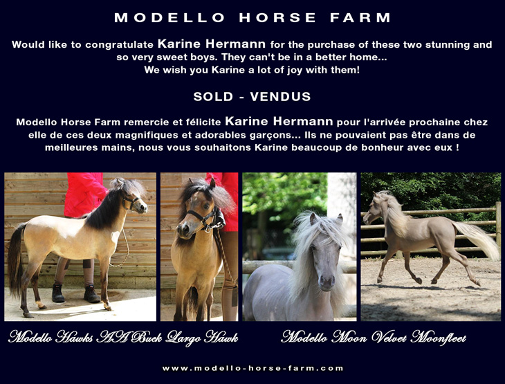 AMHA miniature colts sold