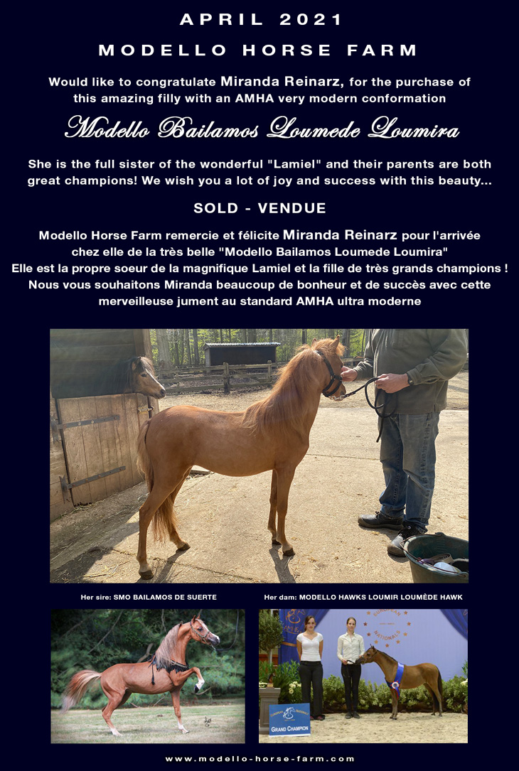 Loumira miniature mare AMHA