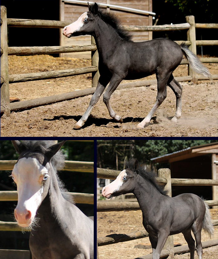 miniature colt AMHA for sale