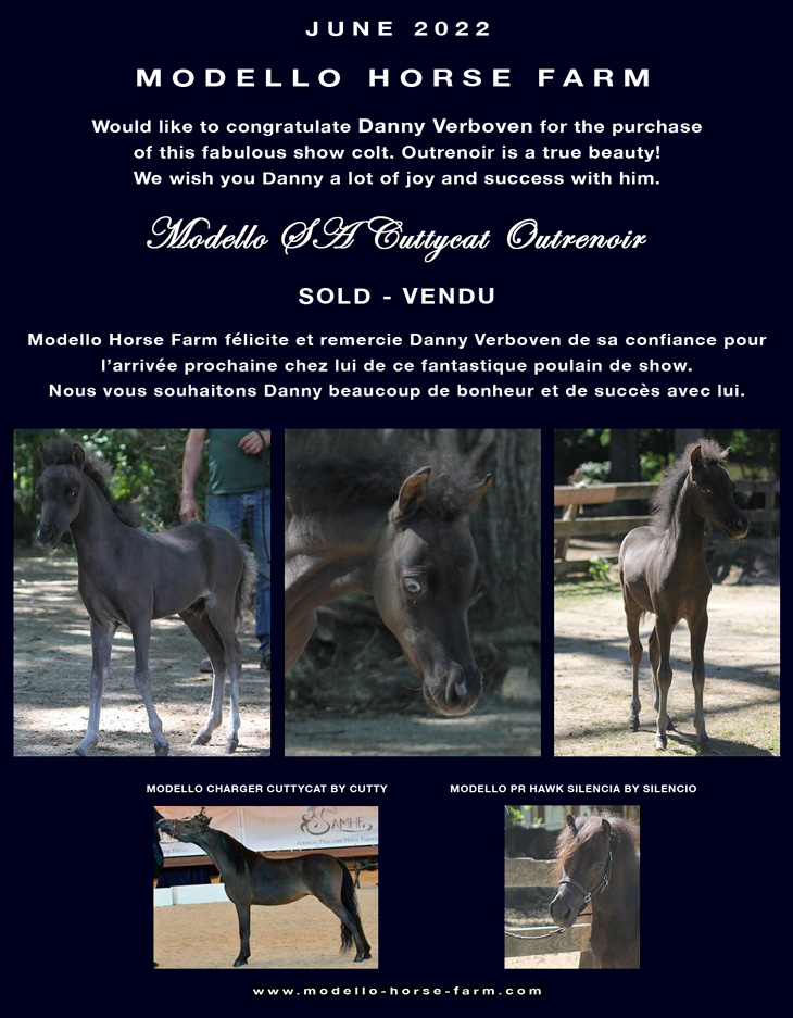 outrenoir miniature colt