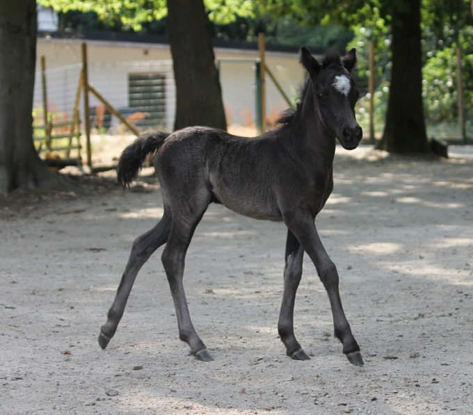 AMHA miniature filly for sale