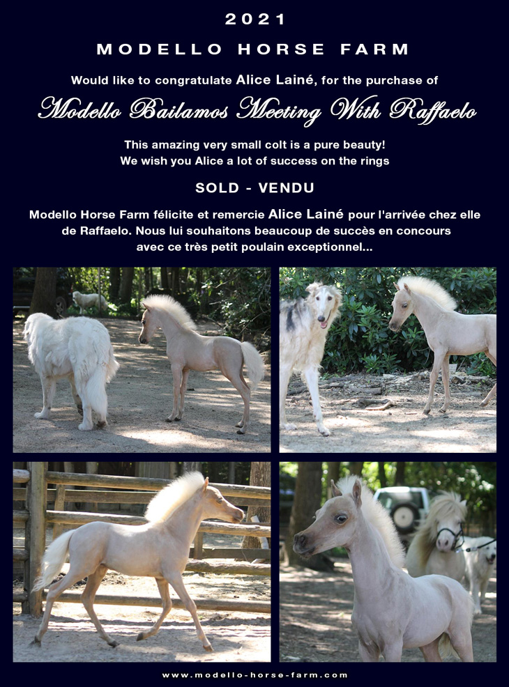 Raffaelo miniature foal AMHA