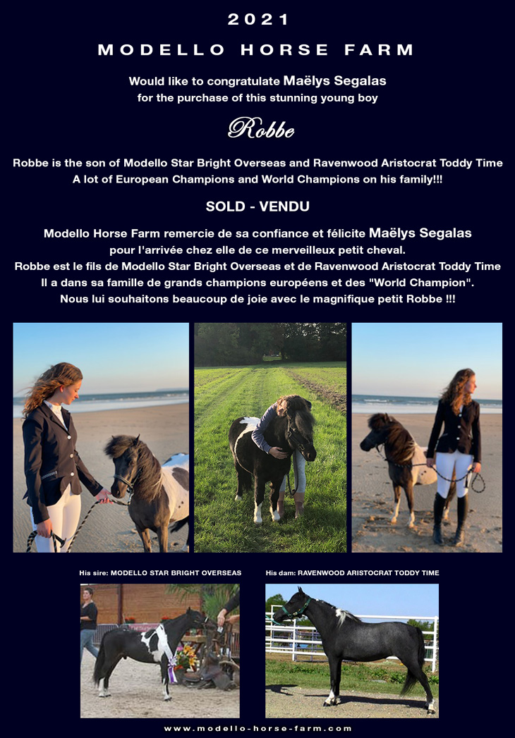 Robbe miniature horse AMHA