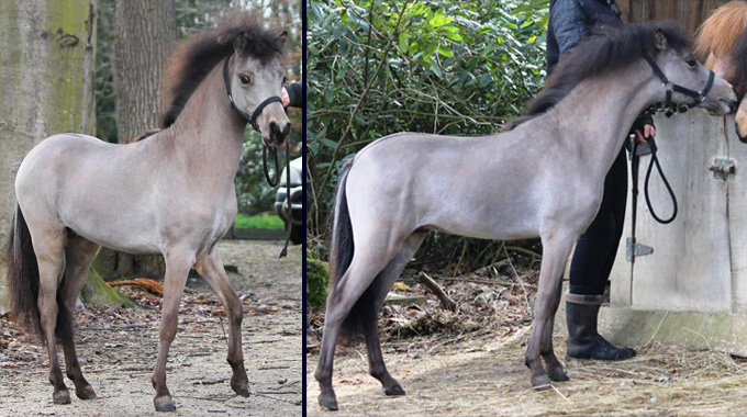 AMHA miniature colt for sale