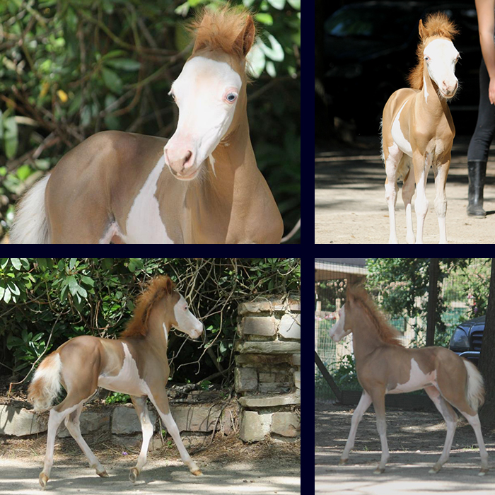 poulain miniature AMHA et AMHR de 2 ans