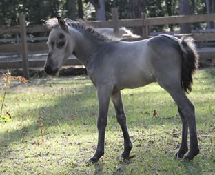 miniature horse for sale